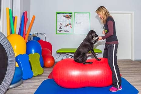 pt for pooches bill would allow pts to treat animals animal physical therapist